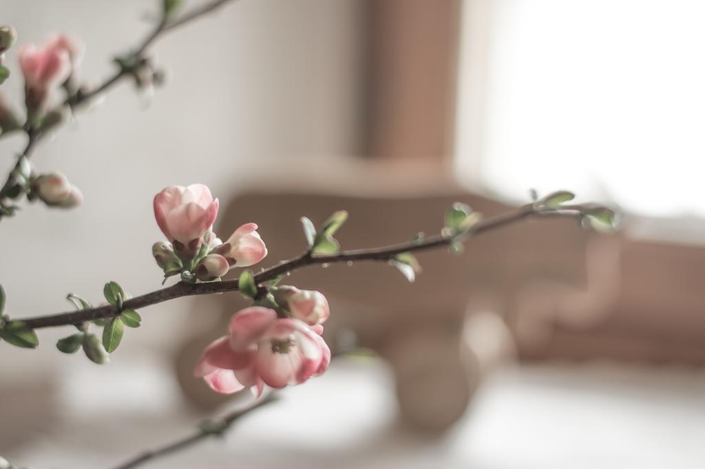 Lo Ni Di Candolle Gignod Ngoại thất bức ảnh